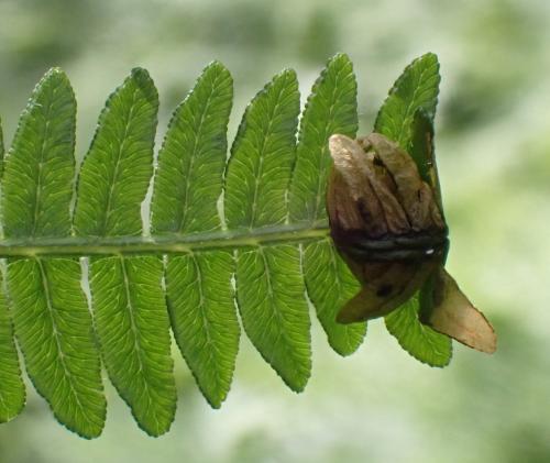 Chirosia grossicauda